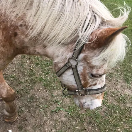 Apartment Sonilife Zentral & Naturnah *