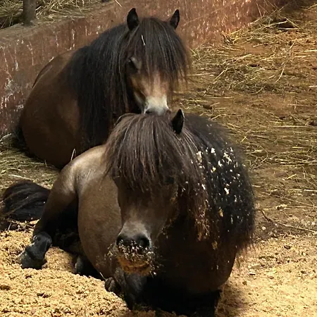 Sonilife Zentral & Naturnah Obervellach