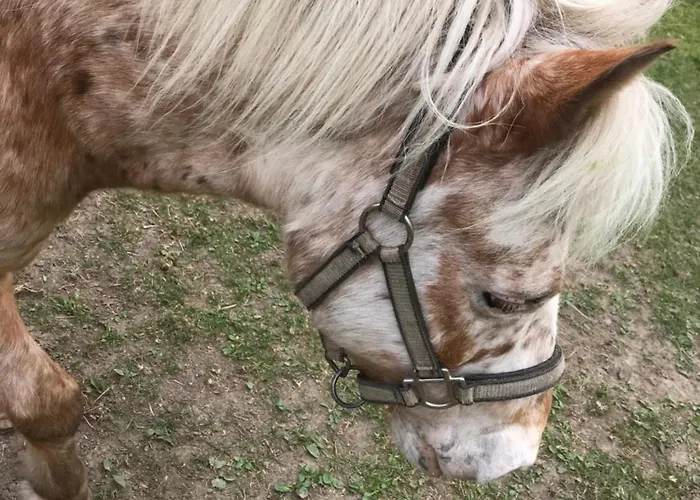 Lejlighed Sonilife Zentral & Naturnah *